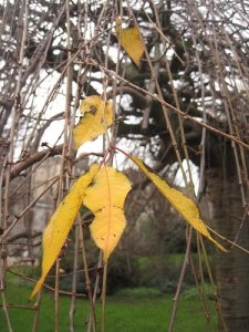five-leaves